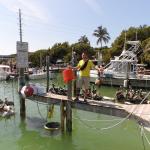 _Robbie_s_Marina_a_Islamorada