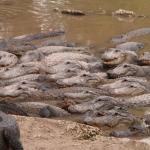 _Everglades_Alligator_Farm