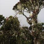 Mt. Kinabalu - La spedizione inizia