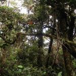 Mt. Kinabalu - La spedizione inizia