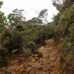 Mt. Kinabalu - La spedizione inizia