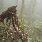 Mt. Kinabalu - La spedizione inizia