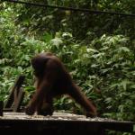 Sepilok Orangutan Rehabilitation Centre