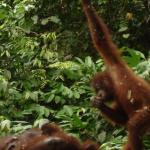 Sepilok Orangutan Rehabilitation Centre