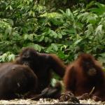 Sepilok Orangutan Rehabilitation Centre