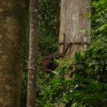 Sepilok Orangutan Rehabilitation Centre