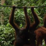 Sepilok Orangutan Rehabilitation Centre