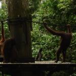 Sepilok Orangutan Rehabilitation Centre