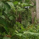 Sepilok Orangutan Rehabilitation Centre