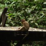 Sepilok Orangutan Rehabilitation Centre