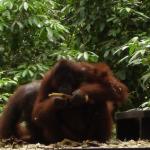 Sepilok Orangutan Rehabilitation Centre