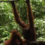 Sepilok Orangutan Rehabilitation Centre