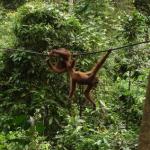 Sepilok Orangutan Rehabilitation Centre