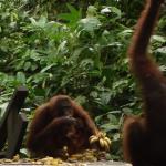 Sepilok Orangutan Rehabilitation Centre