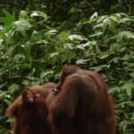 Sepilok Orangutan Rehabilitation Centre