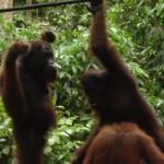 Sepilok Orangutan Rehabilitation Centre