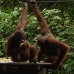 Sepilok Orangutan Rehabilitation Centre