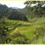 The amazing rice terraces a world heritage site