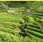 The amazing rice terraces a world heritage site