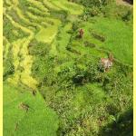 The amazing rice terraces a world heritage site