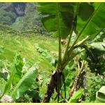 The amazing rice terraces a world heritage site