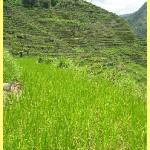 The amazing rice terraces a world heritage site