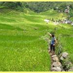 The amazing rice terraces a world heritage site