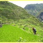 The amazing rice terraces a world heritage site