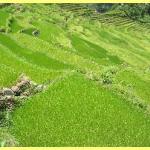 The amazing rice terraces a world heritage site