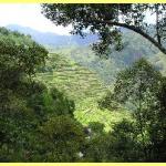 The amazing rice terraces a world heritage site