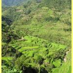 The amazing rice terraces a world heritage site