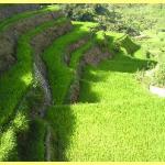 The amazing rice terraces a world heritage site