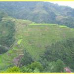 The amazing rice terraces a world heritage site