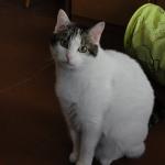 La_Gaiotta