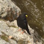 Ferrata Roda de Vael e Masare'