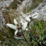 Ferrata Tridentina