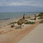 Animali Australia