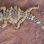 Animali Australia