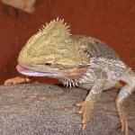 Animali Australia