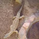 Animali Australia