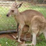 Animali Australia