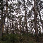 Great Ocean Road