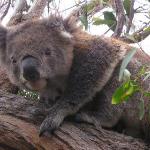 Great Ocean Road