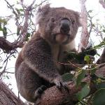 Great Ocean Road