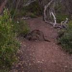 Kangaroo Island