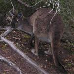 Kangaroo Island