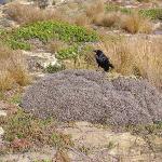 Kangaroo Island