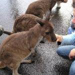 Kangaroo Island