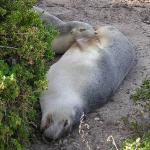 Kangaroo Island