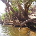 The Katherine